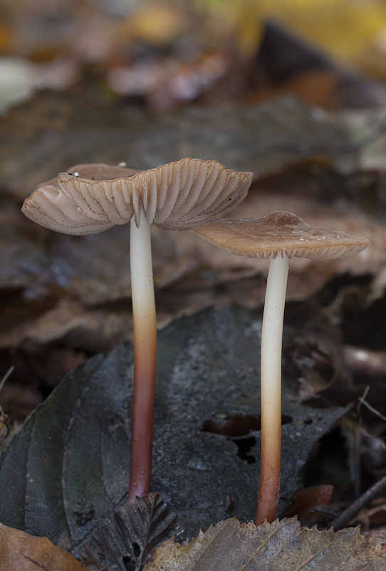 Marasmius cohaerens 